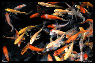 Fish Swirl 0205_16x24