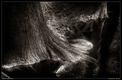 Cypress Roots, Blue Hole 6489