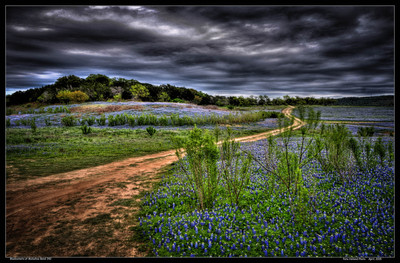 Bluebonnets at Muleshoe Bend 342