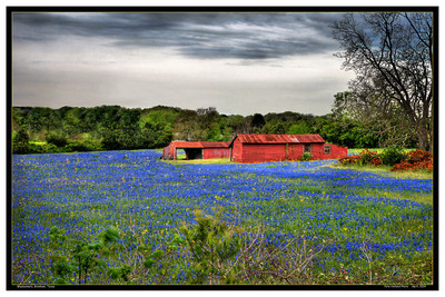 Bluebonnets, Brenham, Texas12x18