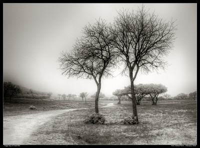Foggy Day at Fossil Rim
