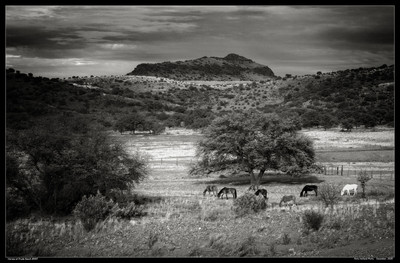 Horses at Prude Ranch #497