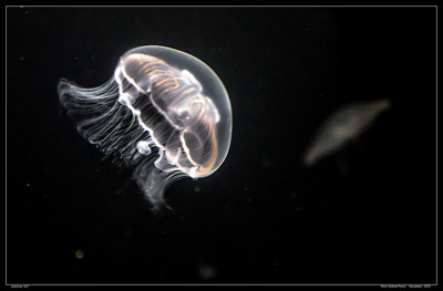 Jellyfish 337