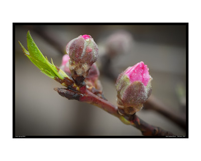 Early Spring 8364